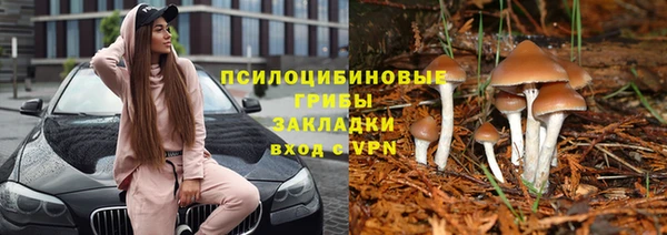 прущие грибы Армянск
